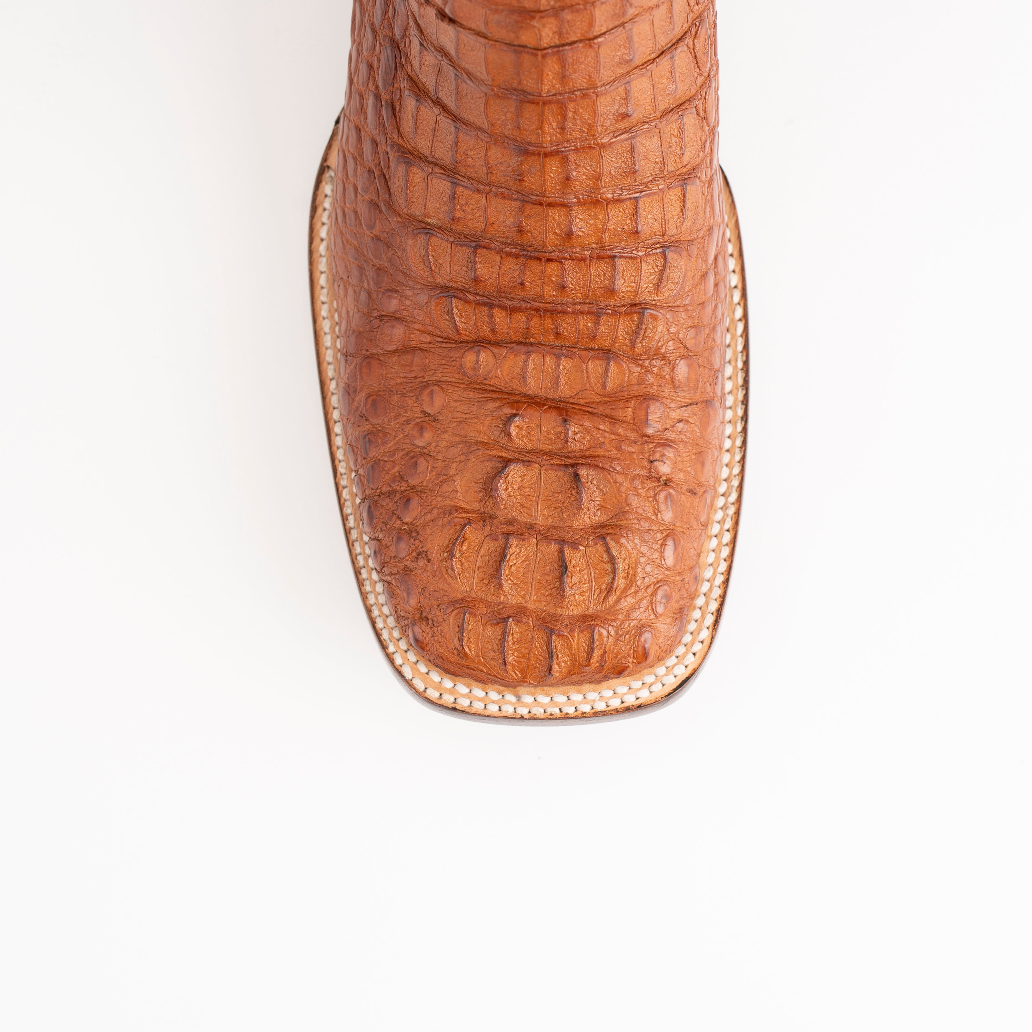 Hornback Caiman Dakota