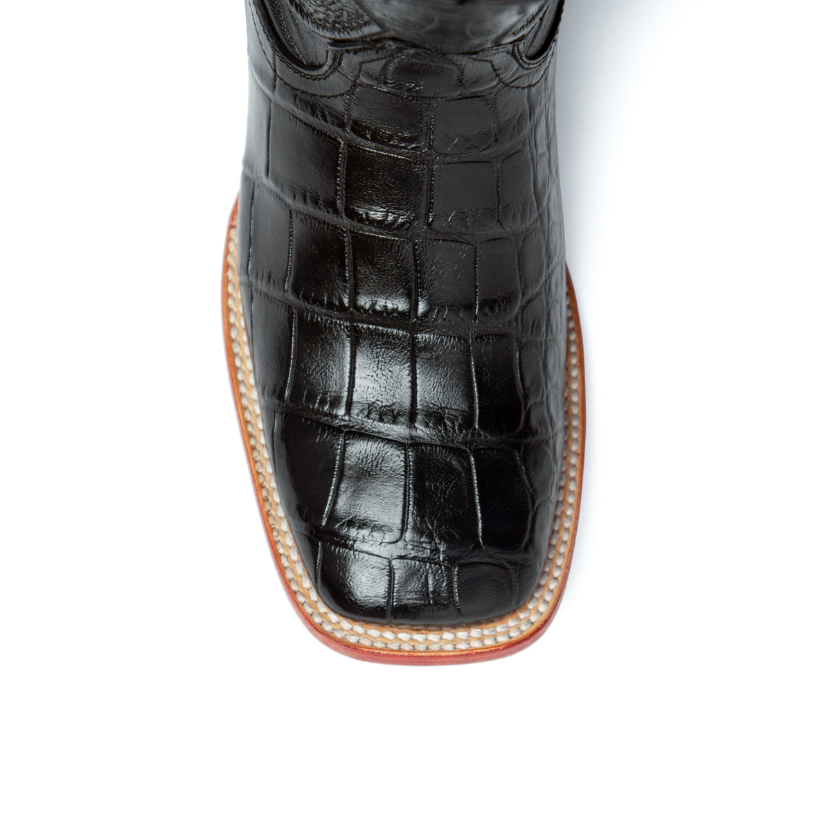 Stallion American Alligator